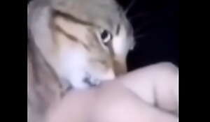 Cat grabs an obstacle hand of a Chilean an obstacle epic wea
